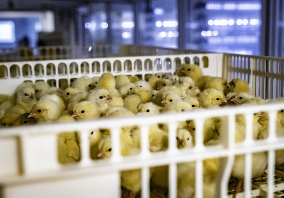 day old chick